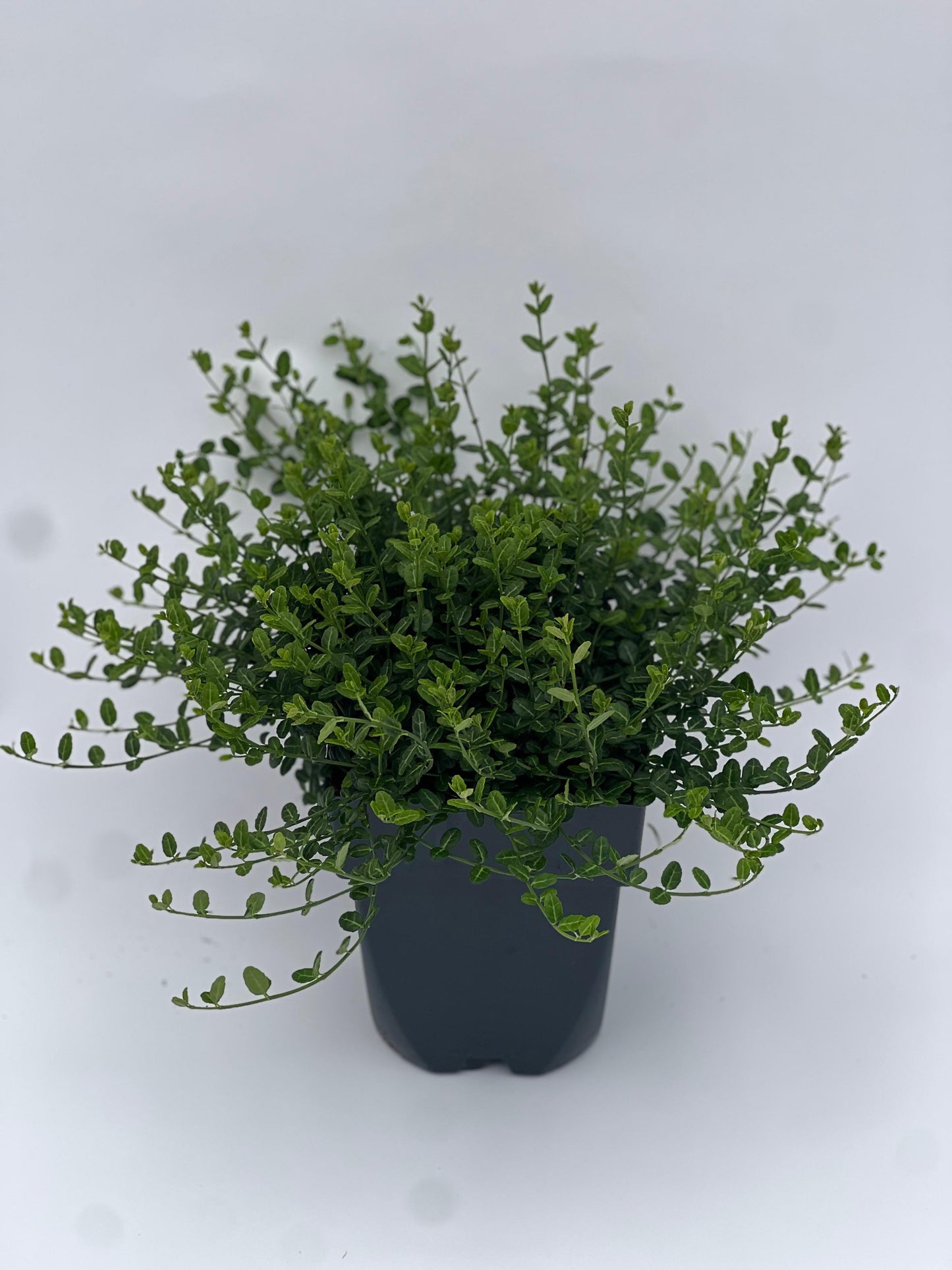 Euonymus Minimus 20cm 17cm Pot