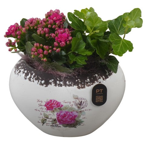 PTIB5204 Arrangementen kamerplanten 18cm 15cm Pot