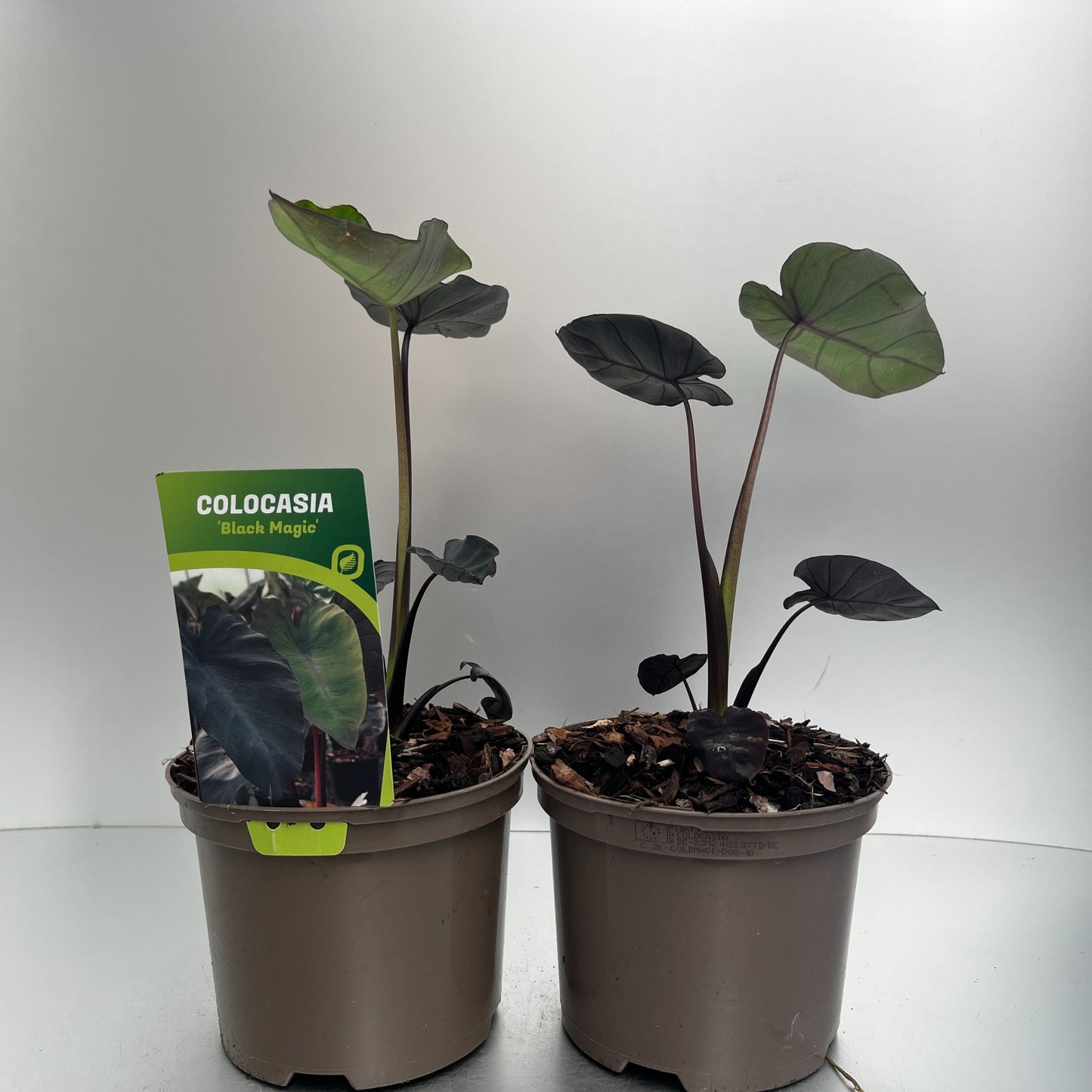 Colocasia Black Magic 30cm 17cm Pot