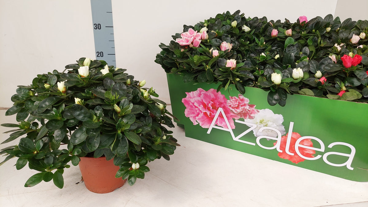 Rhododendron simsii Vogel mix 28cm 14cm Pot