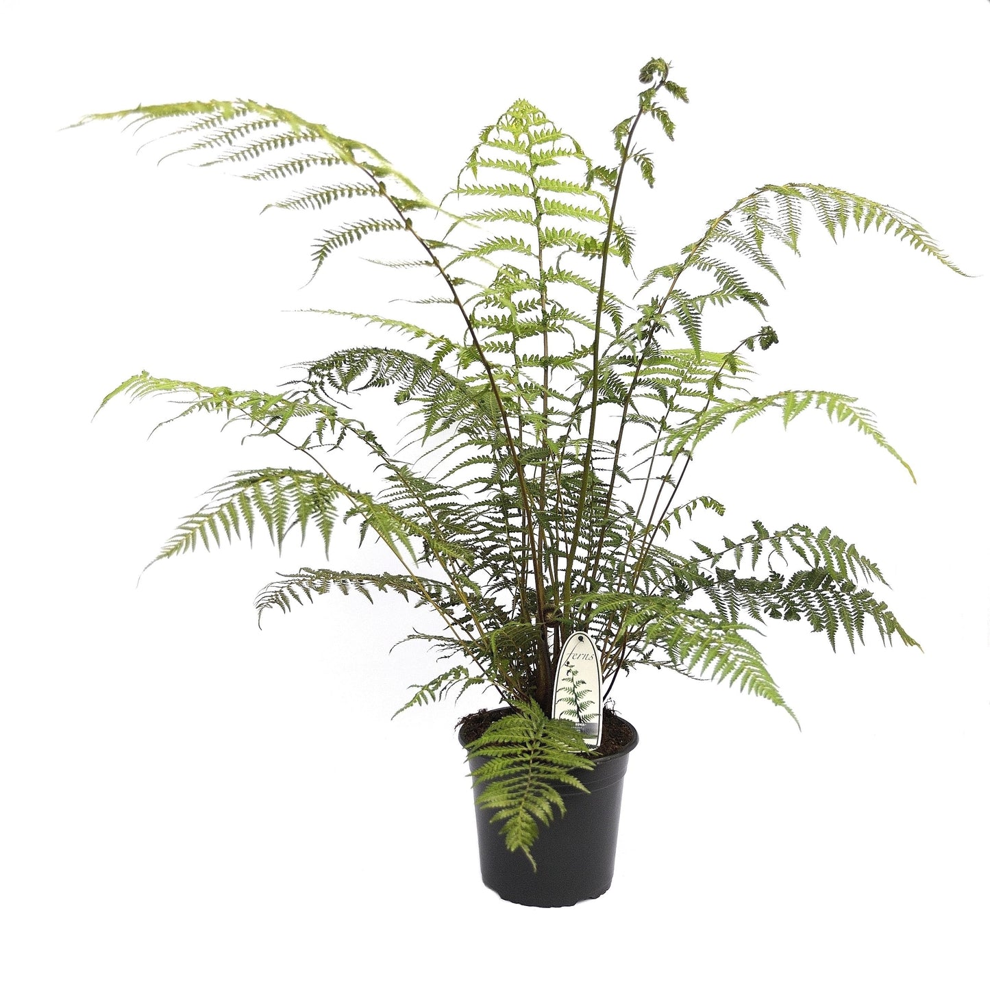 Dicksonia antarctica 100cm 23cm Pot
