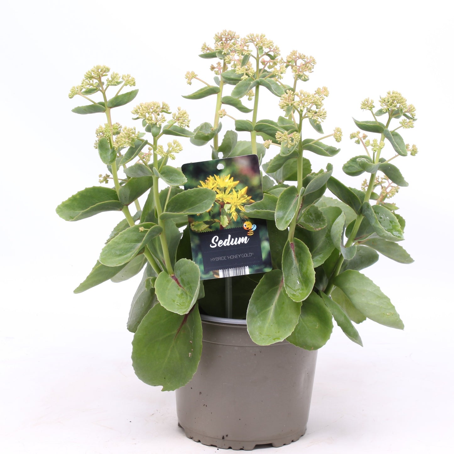 Sedum Honey Gold 30cm 19cm Pot