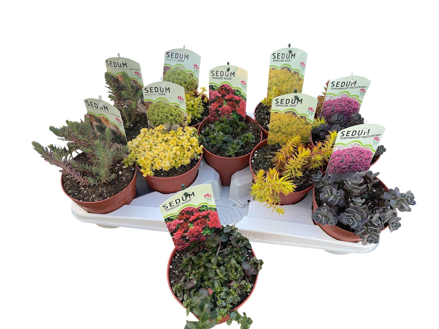 Sedum mix 20cm 13cm Pot