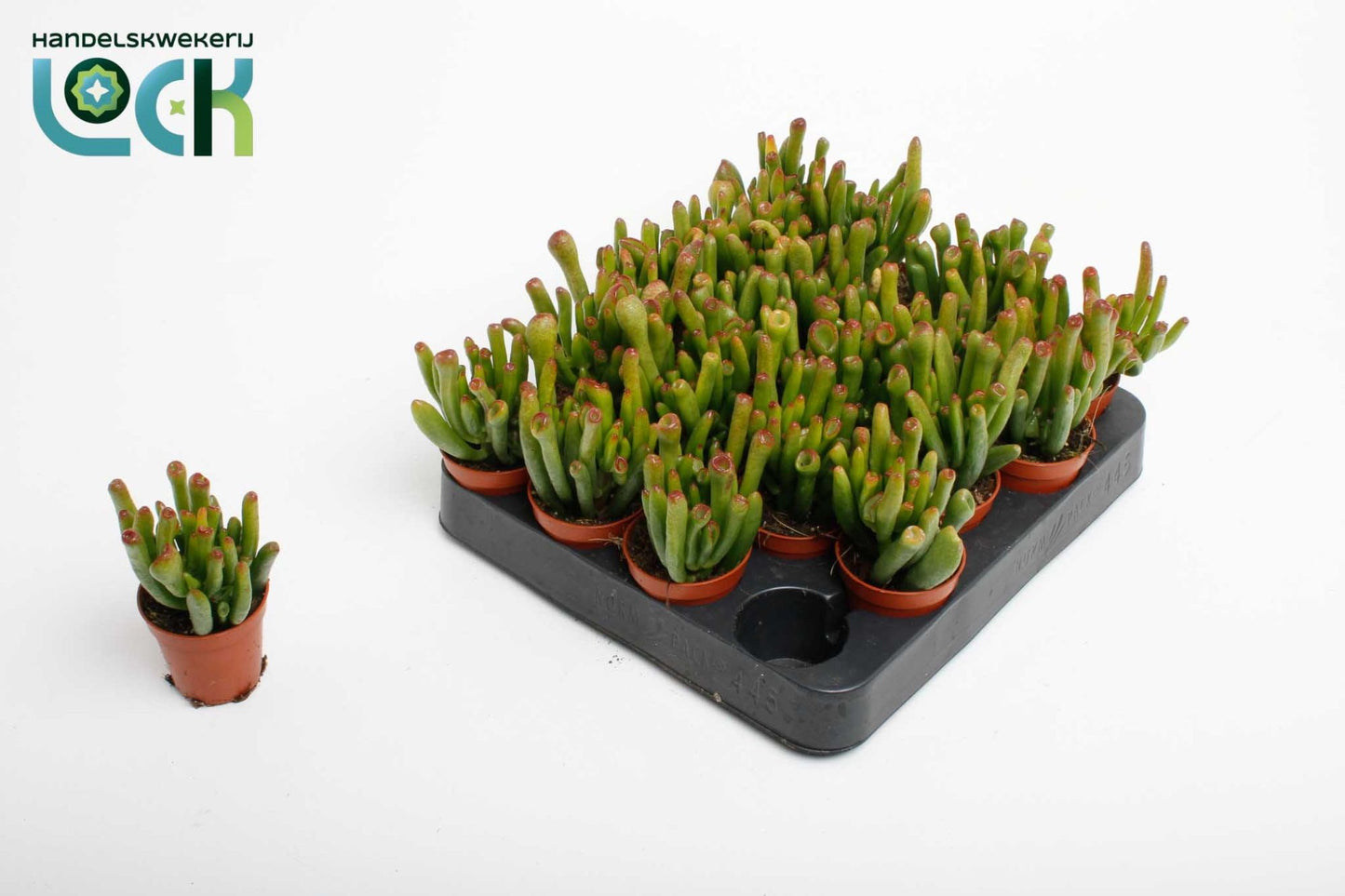 Crassula Horn Tree 10cm 505cm Pot