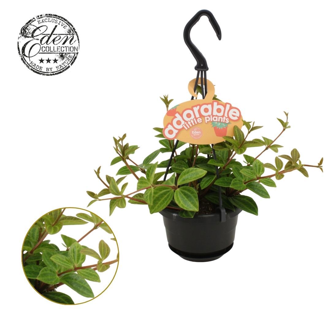Peperomia angulata 15cm 510cm Pot