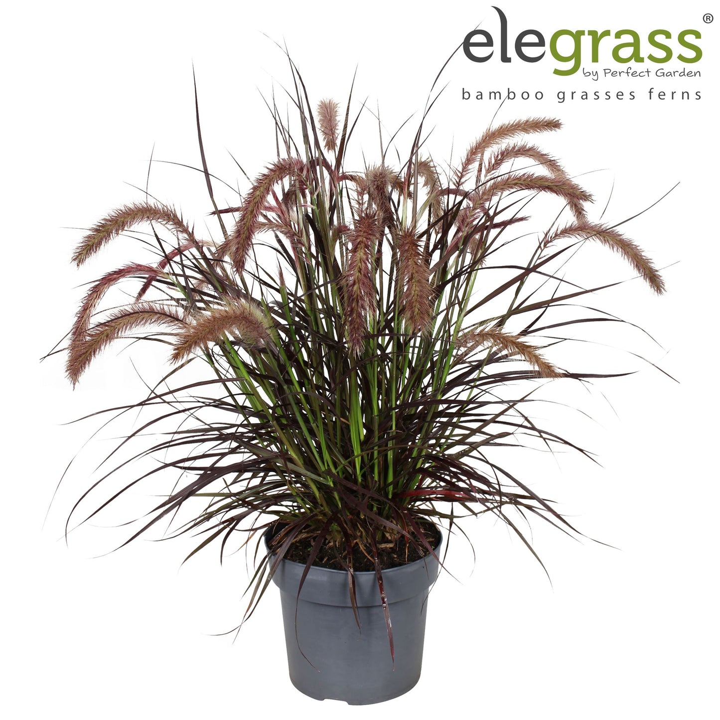 Pennisetum advena Tiny Tails 50cm 19cm Pot