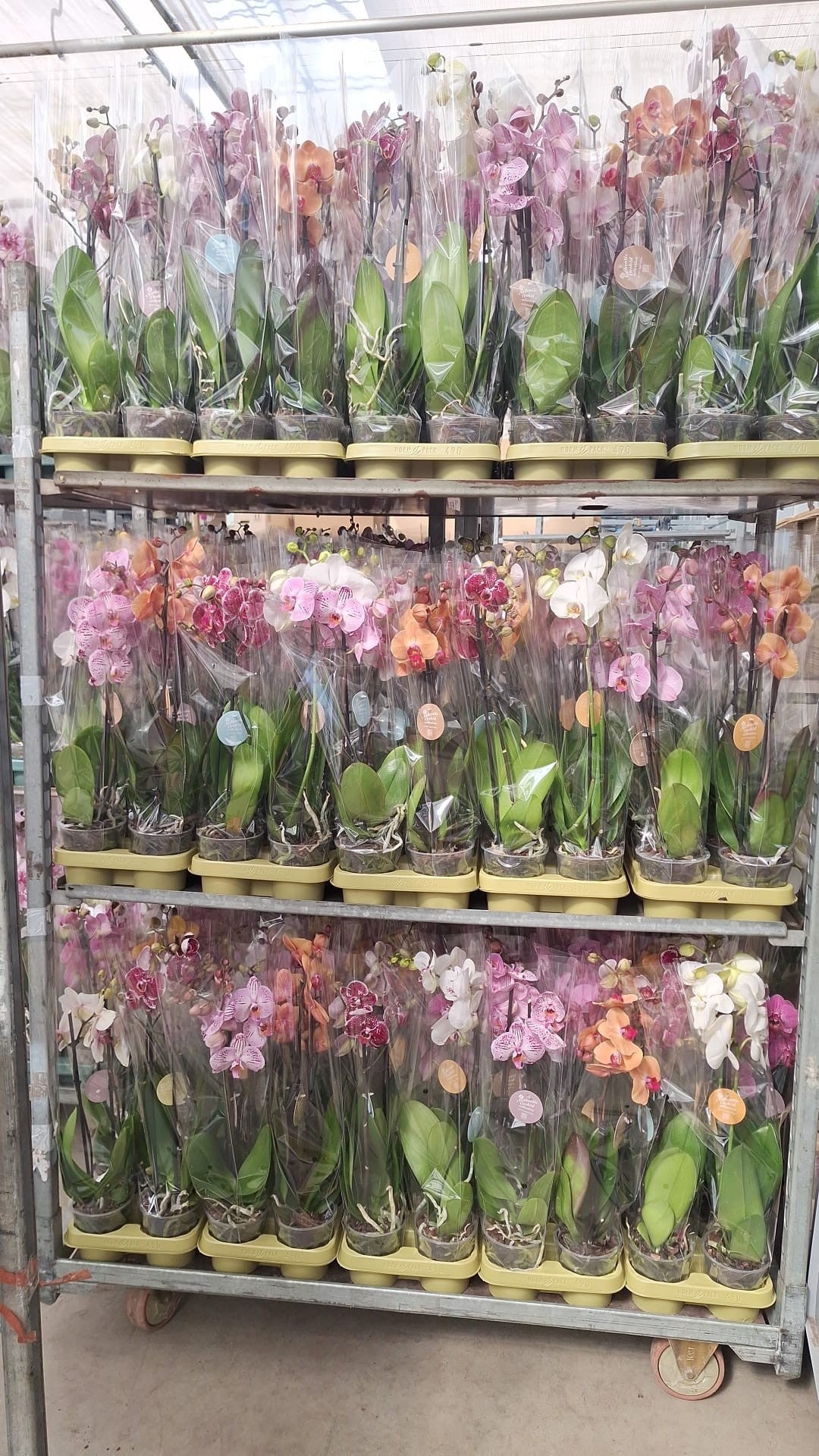 Phalaenopsis mix Authentic 60cm 12cm Pot