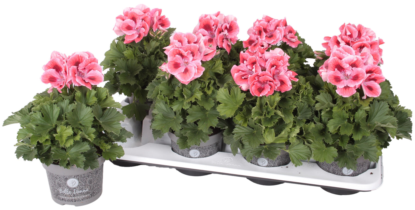 Pelargonium gr. Bella Donna orange 28cm 12cm Pot