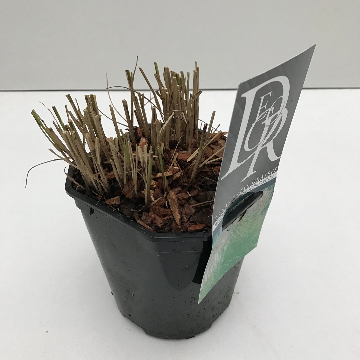 Miscanthus sin. Kleine Silberspinne 30cm 17cm Pot