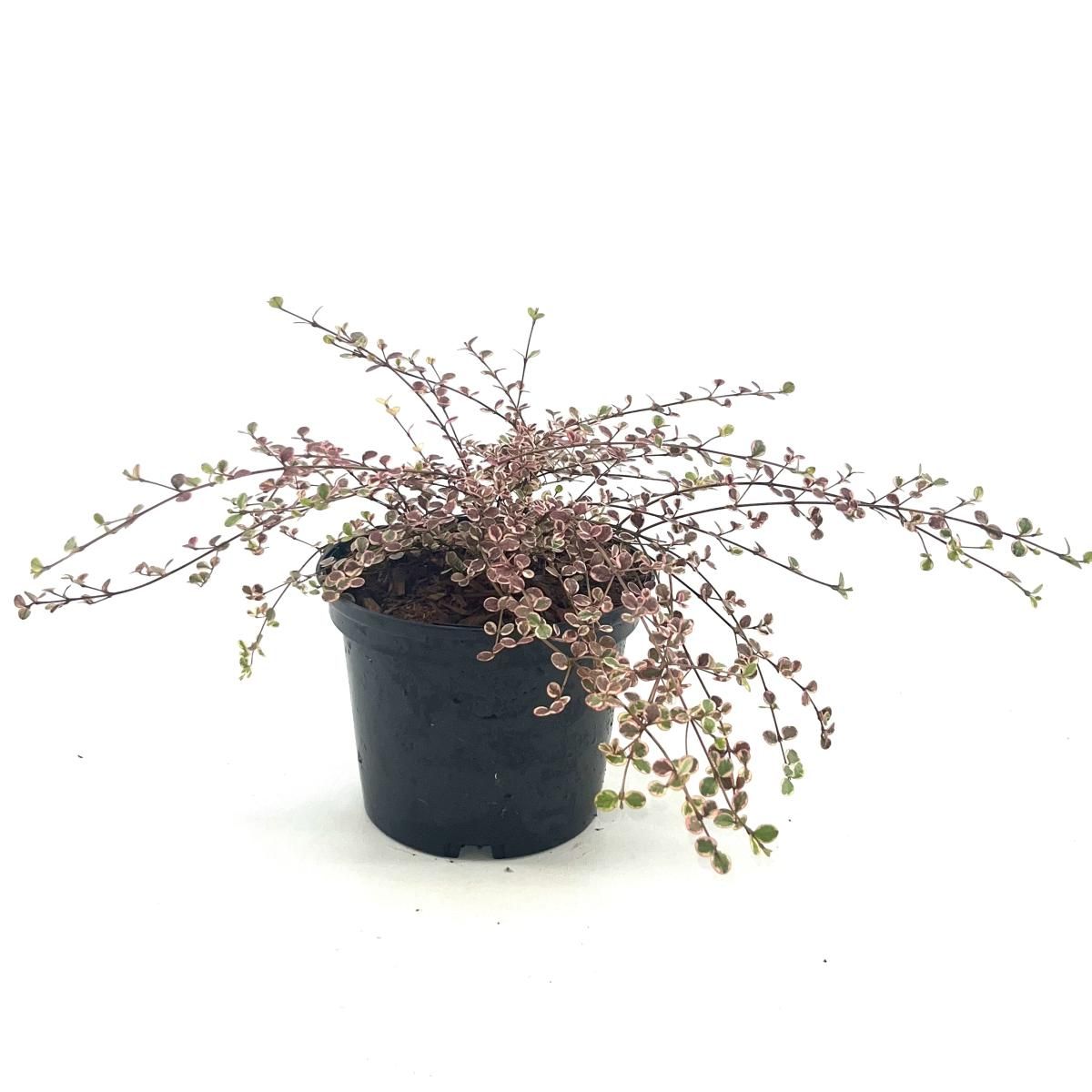 Shrubs mix 30cm 17cm Pot