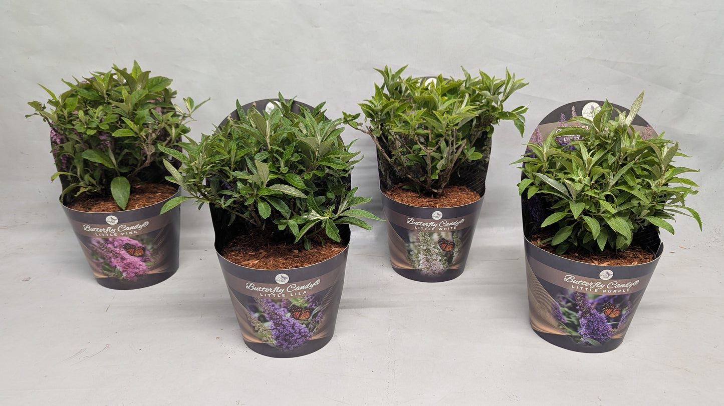 Buddleja davidii Trio (3 colours/1 pot) 40cm 17cm Pot