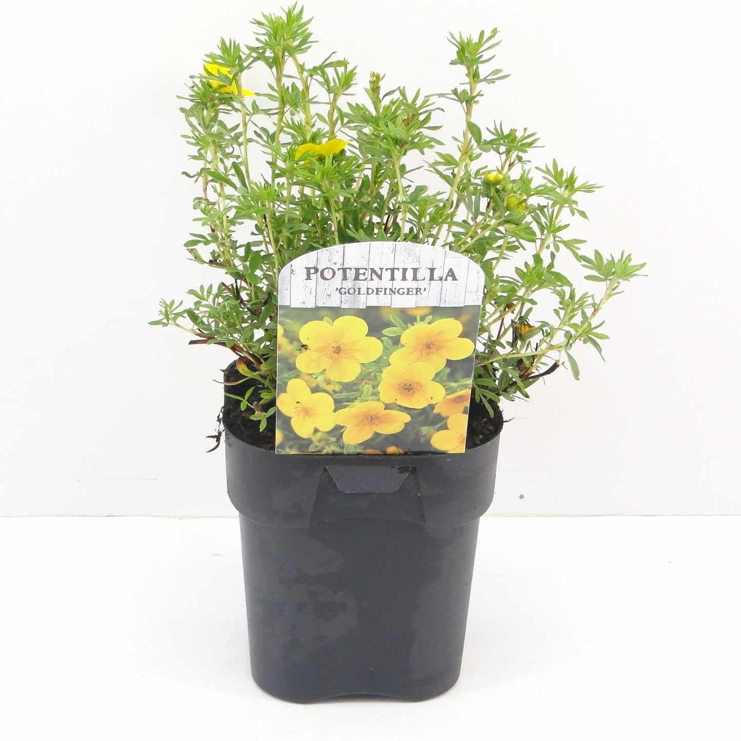 Potentilla frut. Goldfinger 25cm 17cm Pot