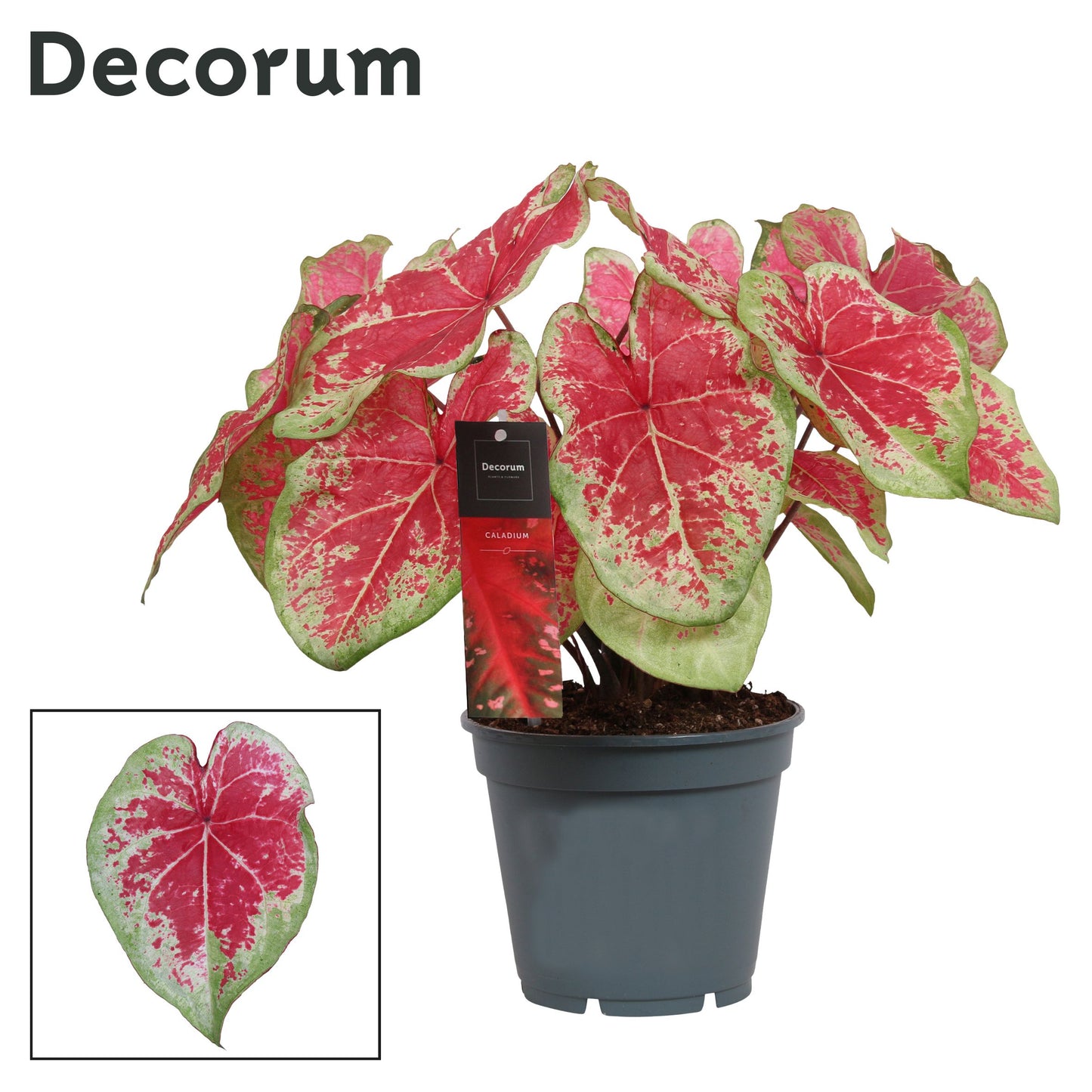 Caladium bicolor 50cm 17cm Pot