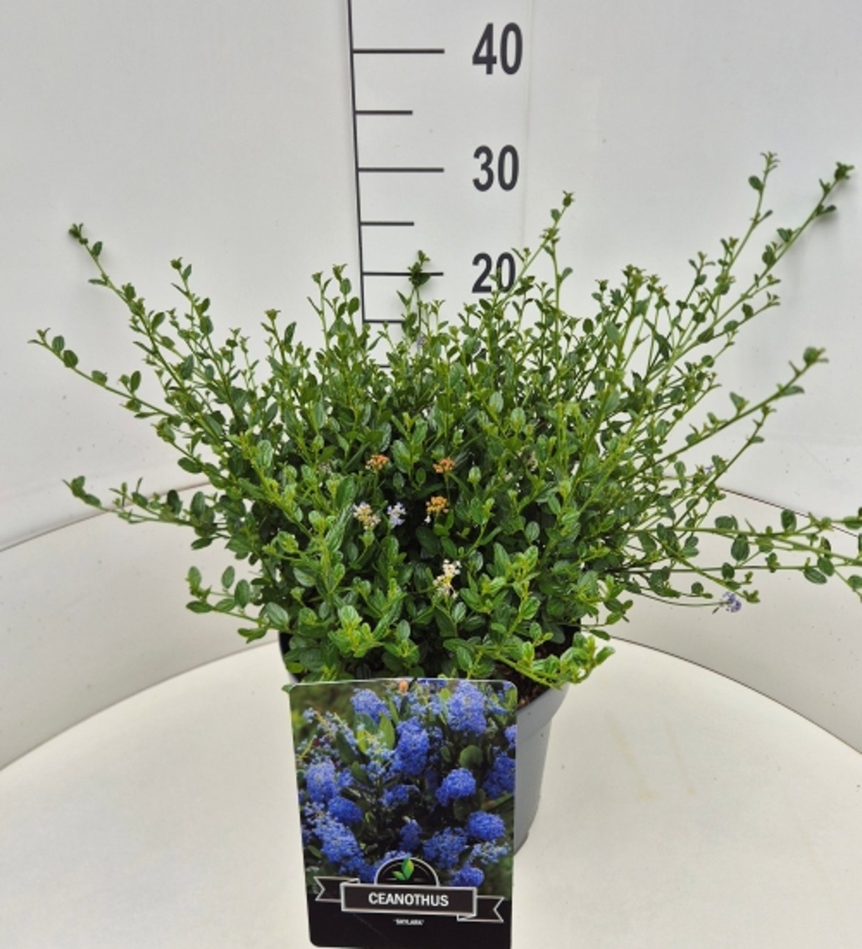 Ceanothus thyrsiflorus 50cm 28cm Pot