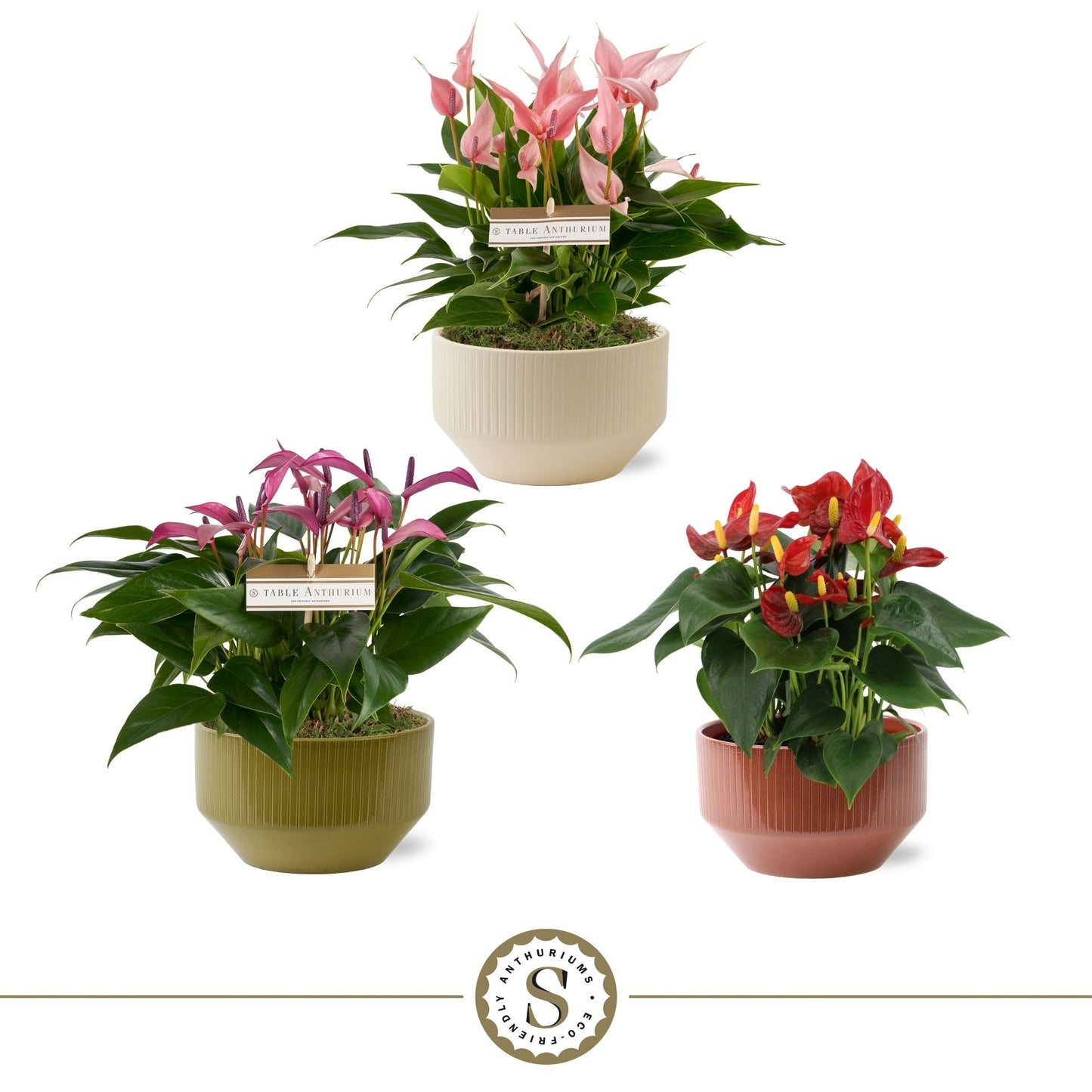 Anthurium mix ceramic 30cm 17cm Pot