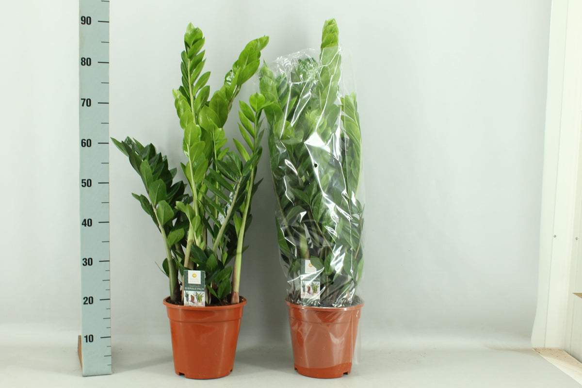 Zamioculcas zamiifolia 85cm 21cm Pot