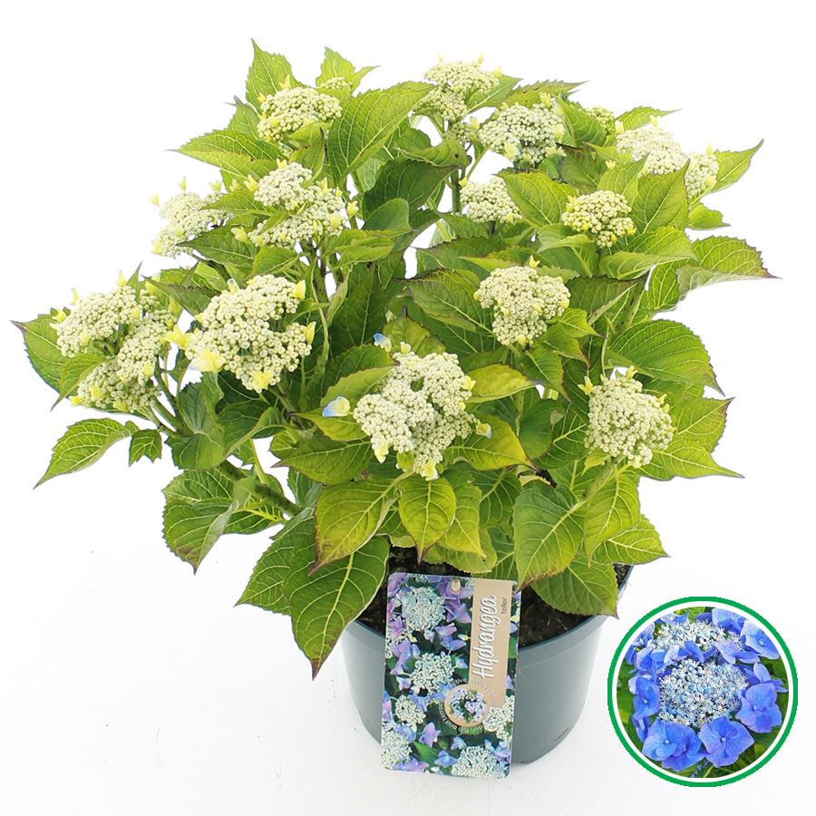 Hydrangea macrophylla 45cm 23cm Pot