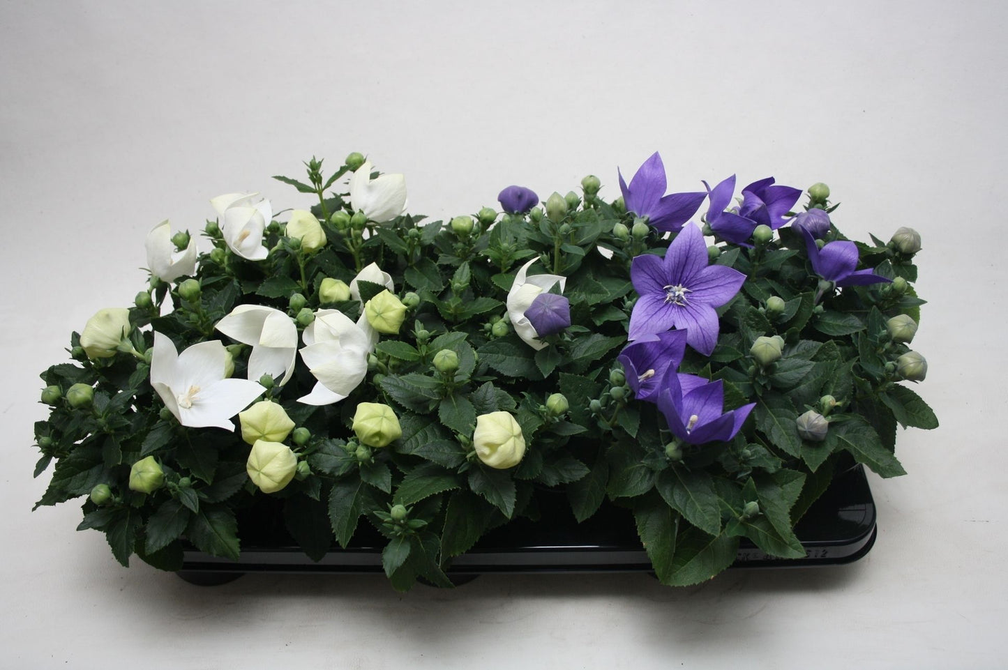 Platycodon graniflorus mix 25cm 510cm Pot