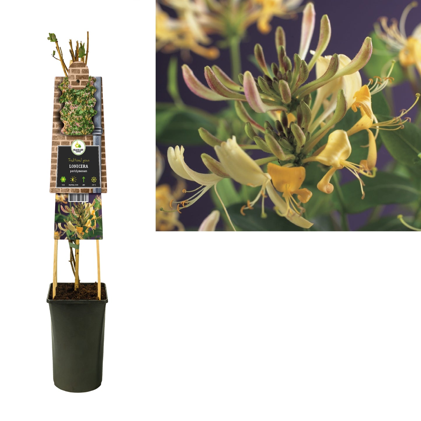 Lonicera periclymenum 75cm 17cm Pot