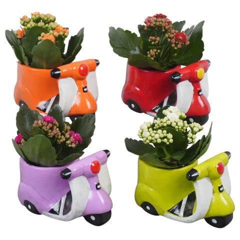 PTBTS3215 Arrangementen kamerplanten 14cm 13cm Pot