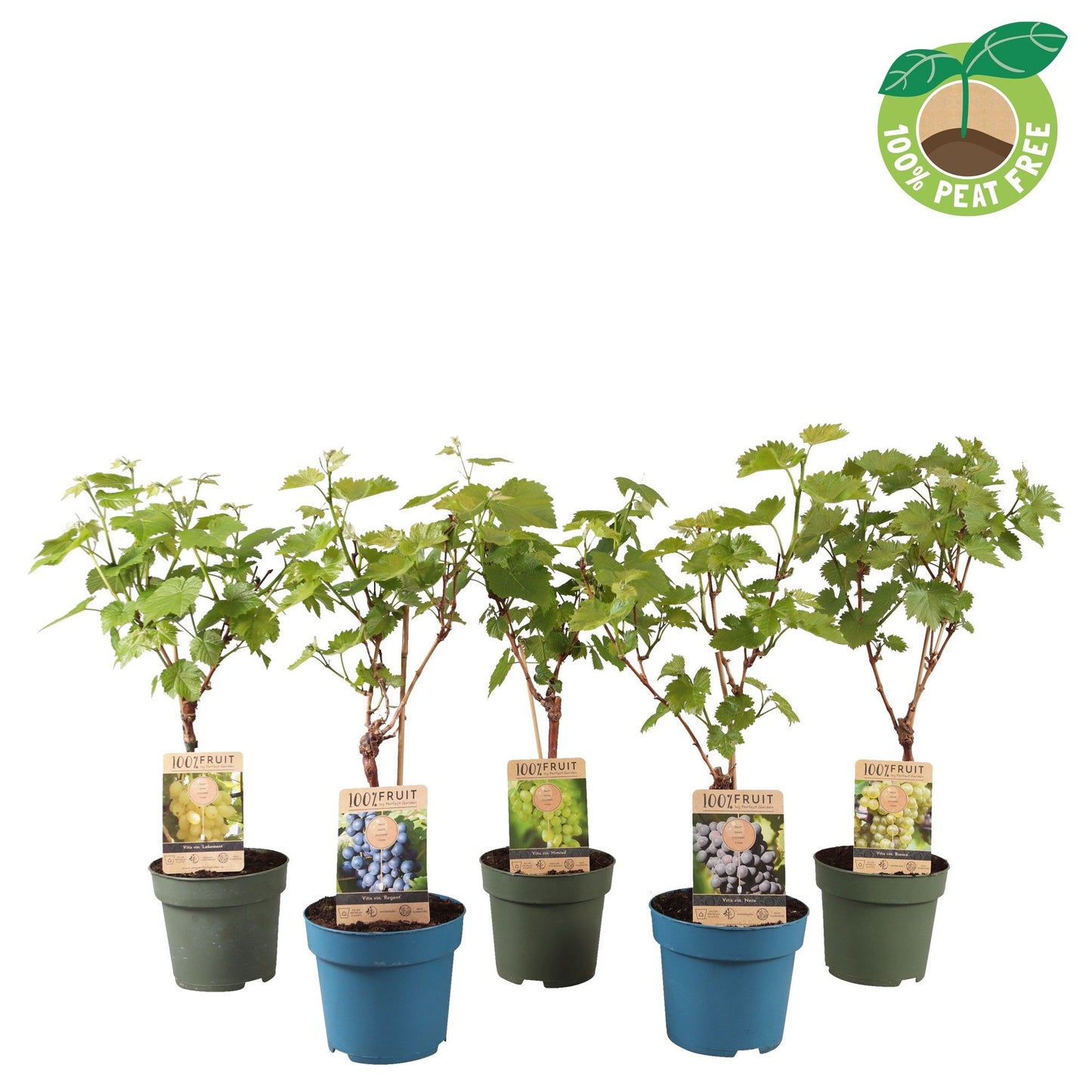 Vitis vinifera mix 65cm 21cm Pot
