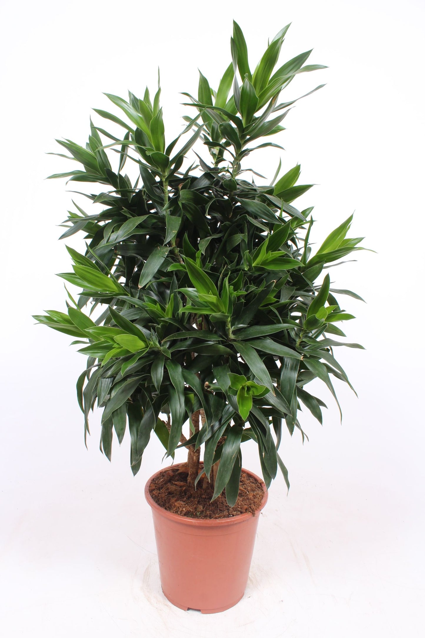 Dracaena reflexa 120cm 27cm Pot