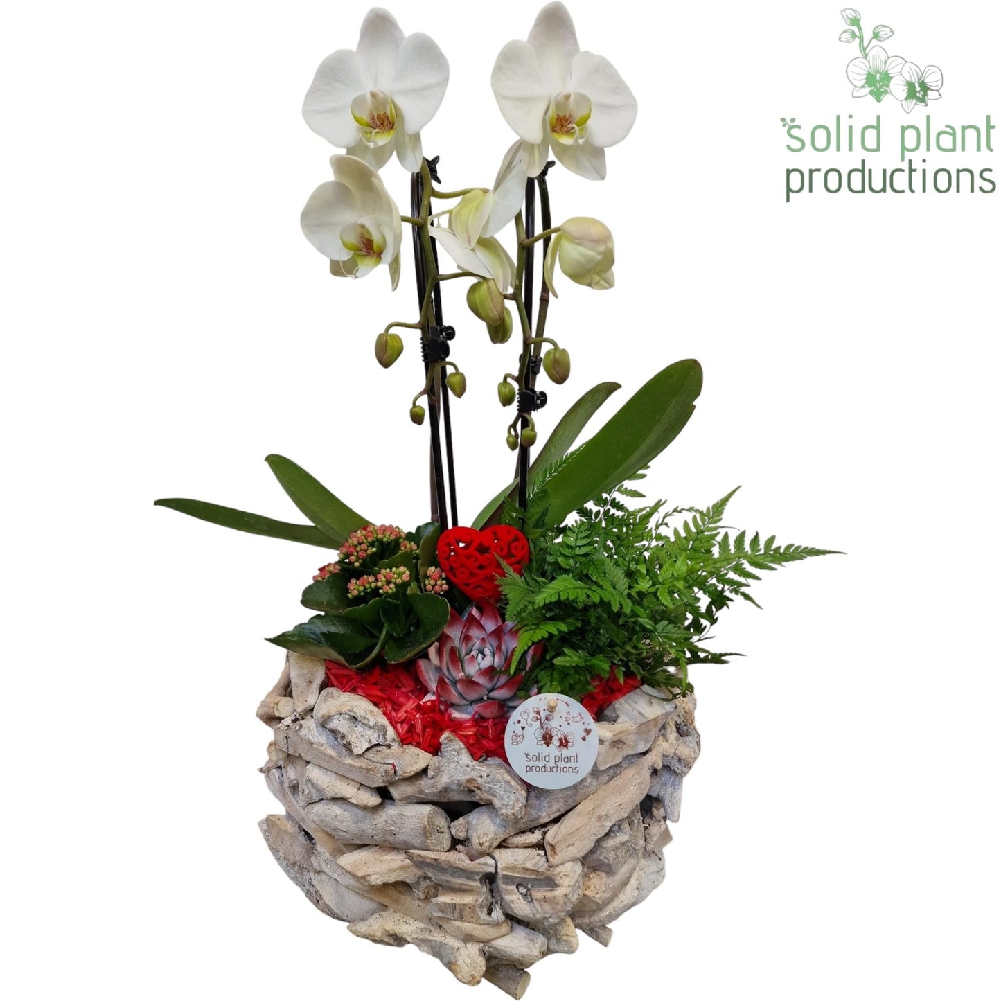 arr. Phalaenopsis PE008WWR 50cm 31cm Pot