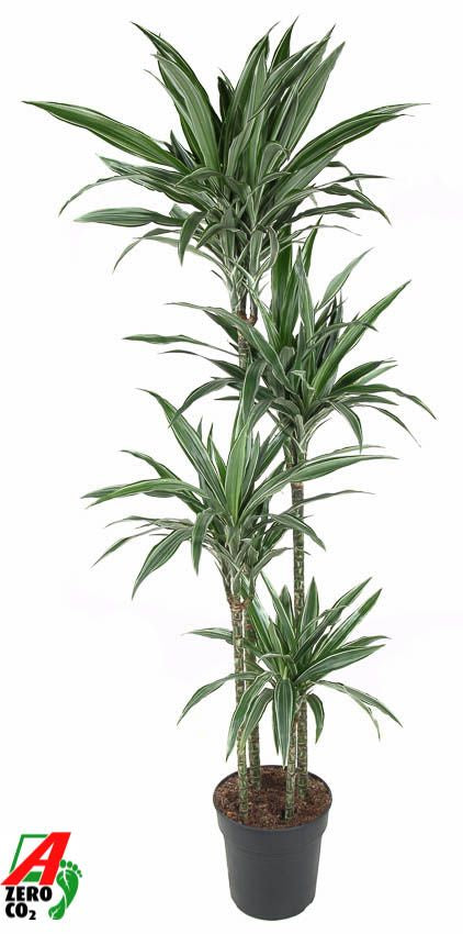 Dracaena fragrans Warneckei 120-90-60-30 180cm 27cm Pot