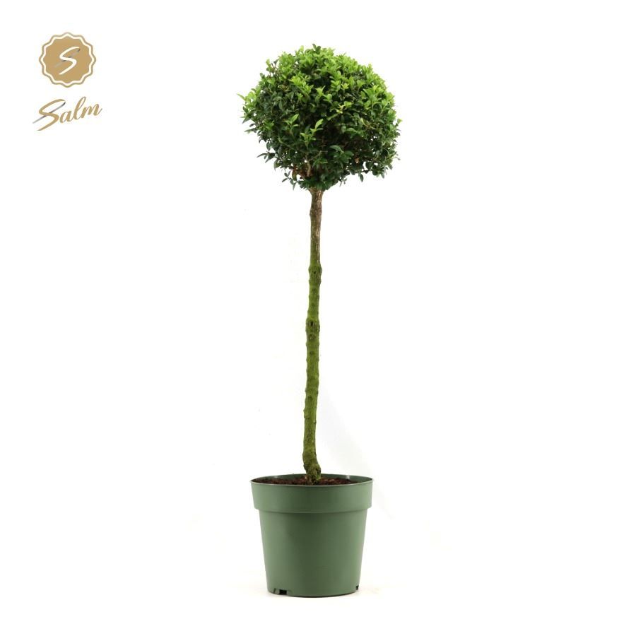 Buxus sempervirens standard 85cm 23cm Pot