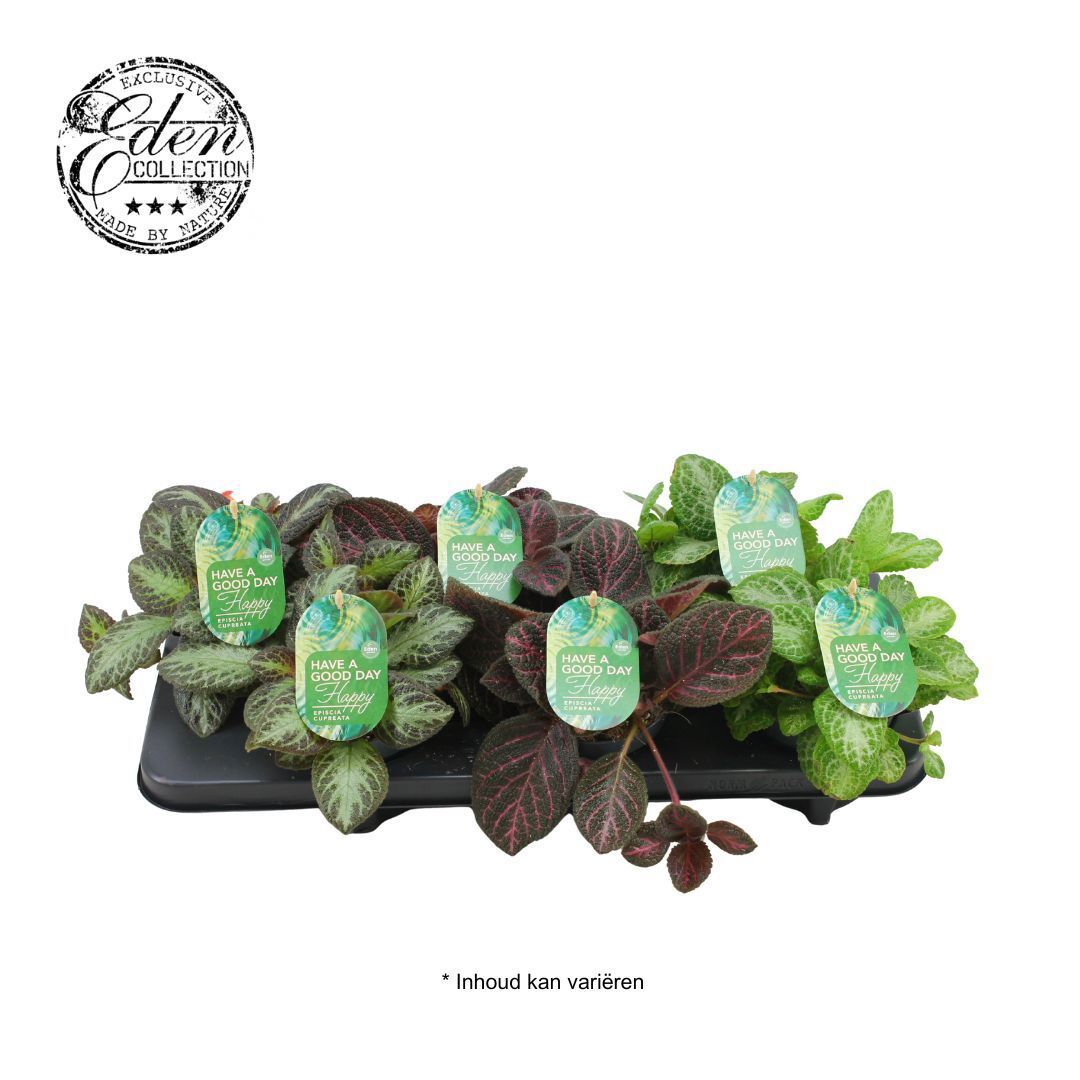 Episcia mix 20cm 12cm Pot