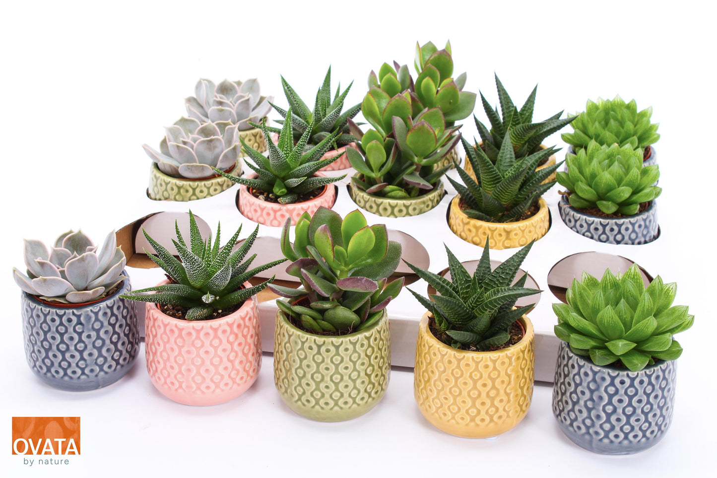 Succulent mix 9cm 7cm Pot