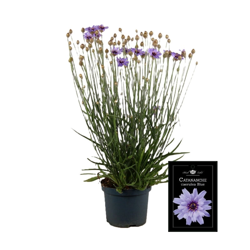 Catananche caerulea 55cm 19cm Pot