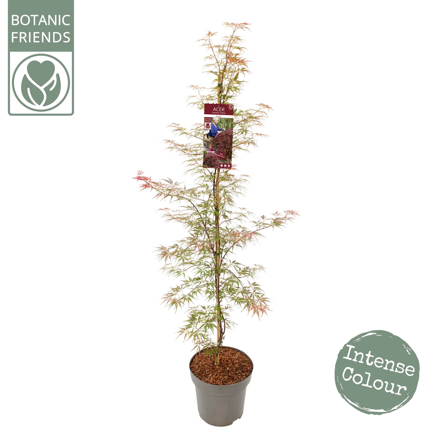 Acer palm. Garnet 175cm 30cm Pot