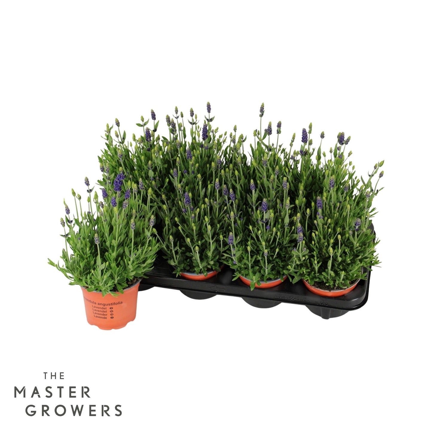 Lavandula ang. Spear Blue 25cm 12cm Pot