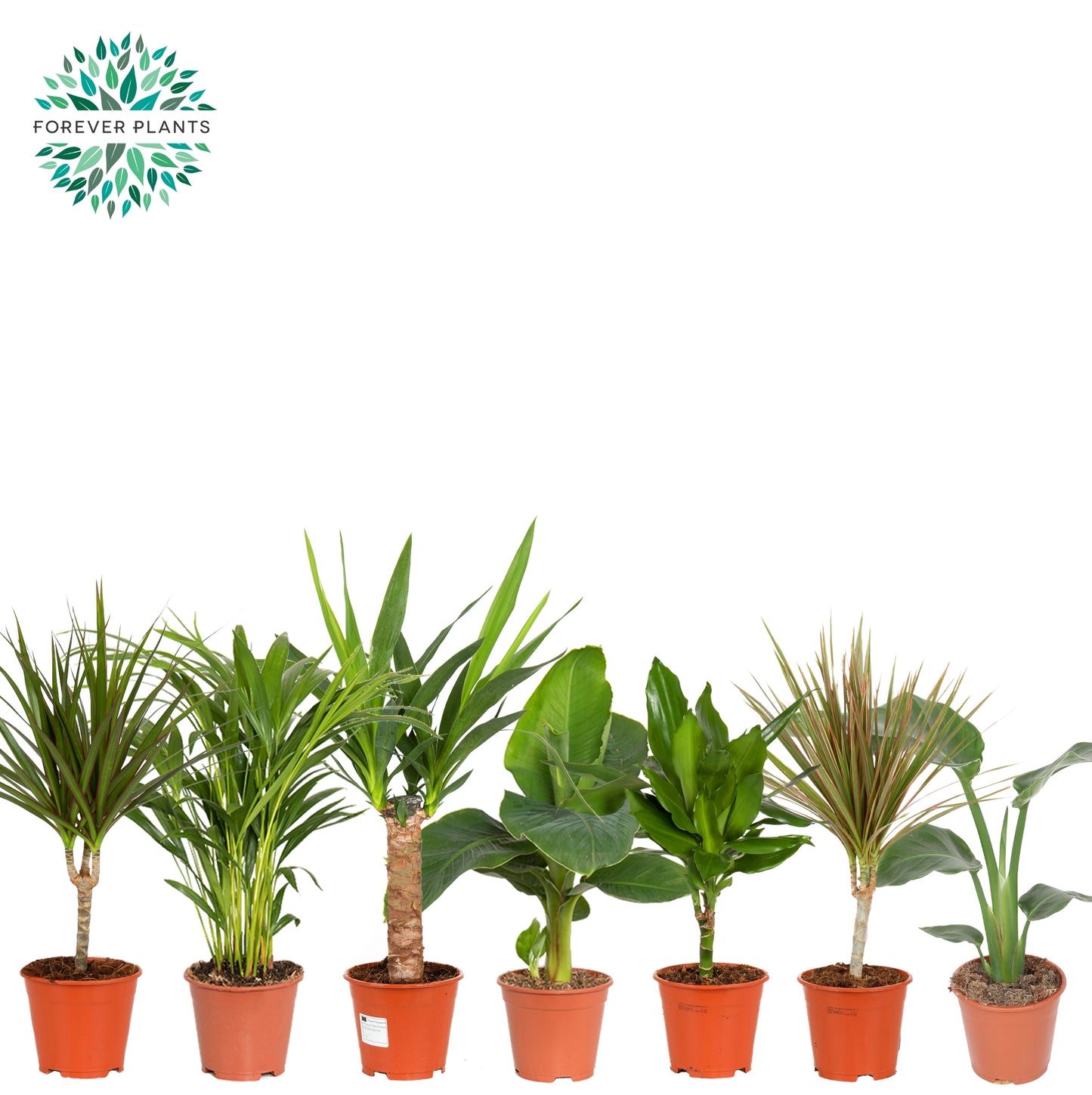 Foliage houseplants mix 50cm 14cm Pot