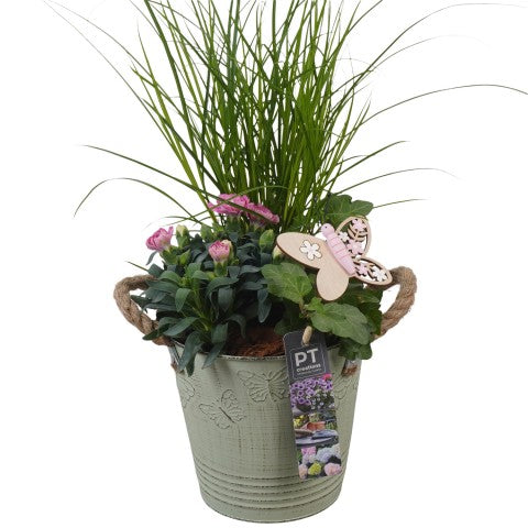 PTPP6827 Arrangementen Perkplanten 44cm 15cm Pot