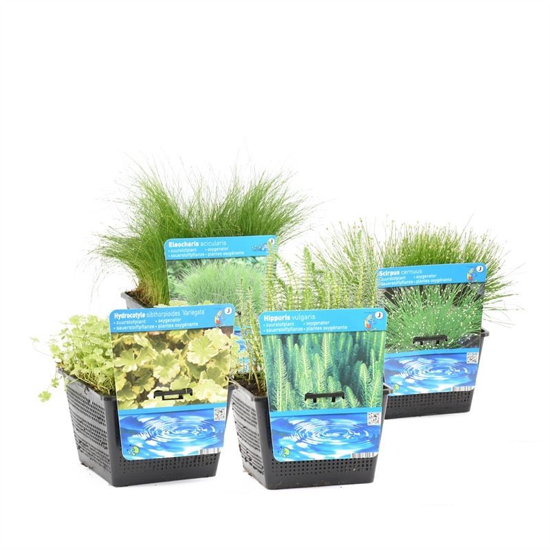 Waterplants (Oxygen) mix 30cm 18cm Pot