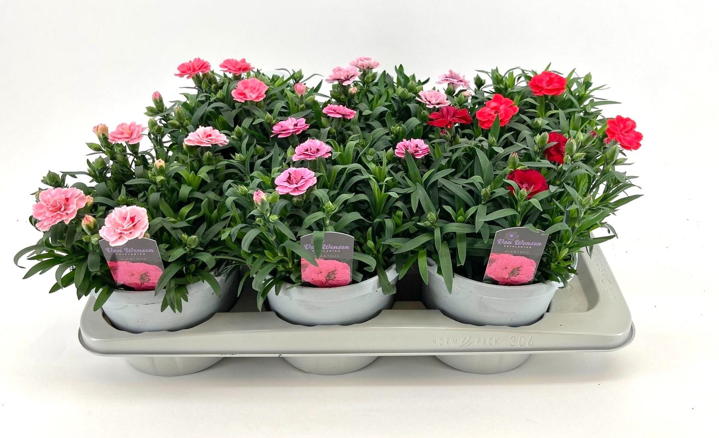 Dianthus Oscar mix 25cm 17cm Pot