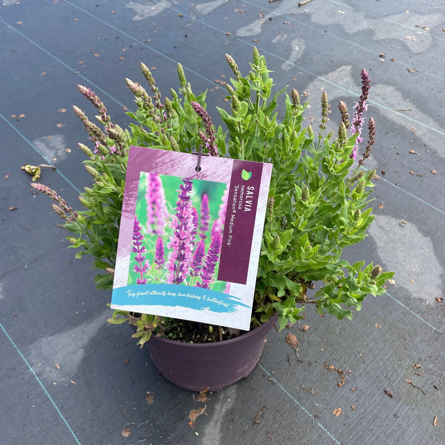 Salvia nemorosa mix 40cm 23cm Pot