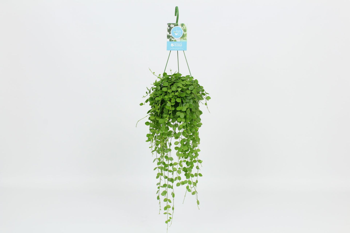 Dischidia nummularia 40cm 14cm Pot
