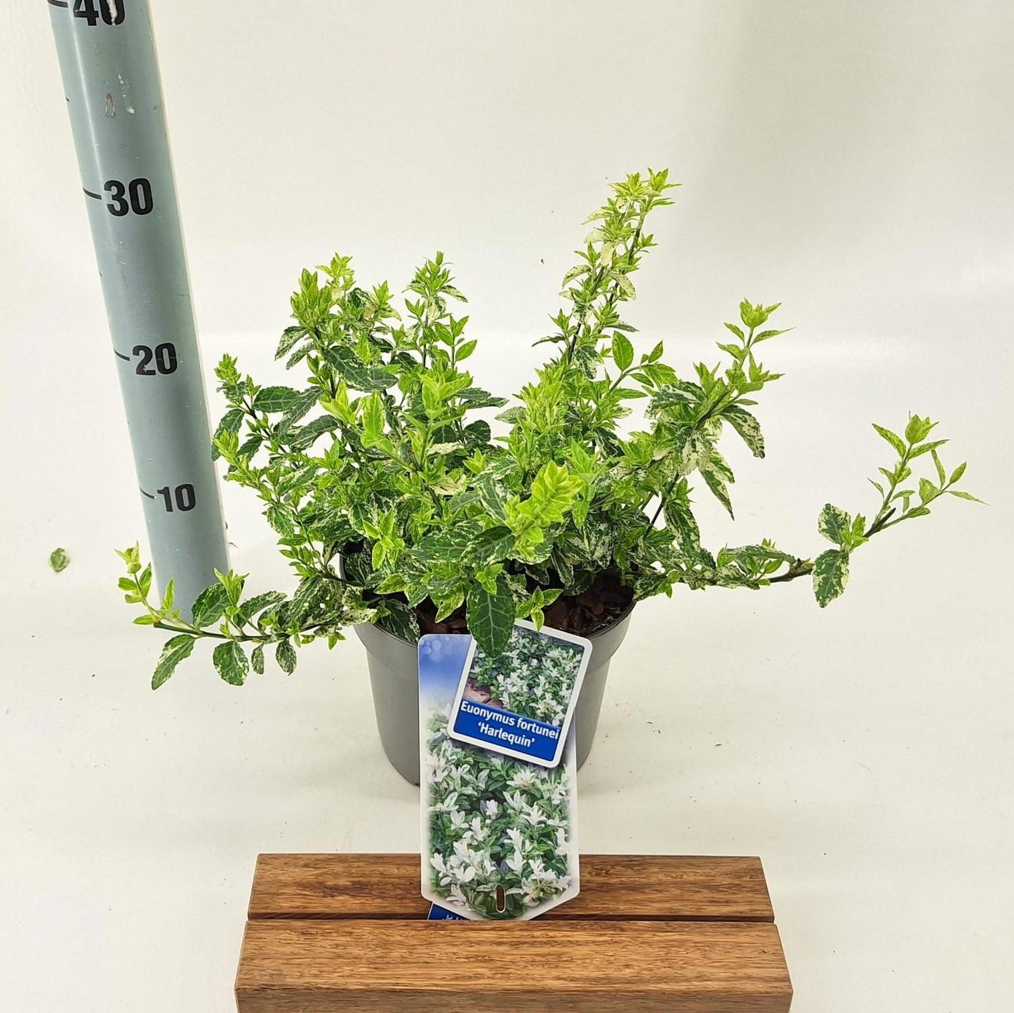 Euonymus for. Harlequin 20cm 17cm Pot