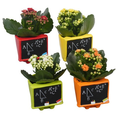 PTBTS3205 Arrangementen kamerplanten 14cm 9cm Pot