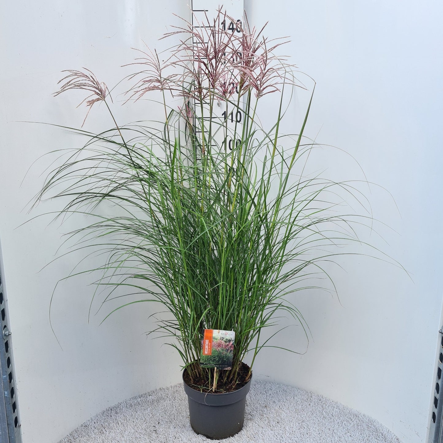 Miscanthus sinensis Red Chief 50cm 26cm Pot