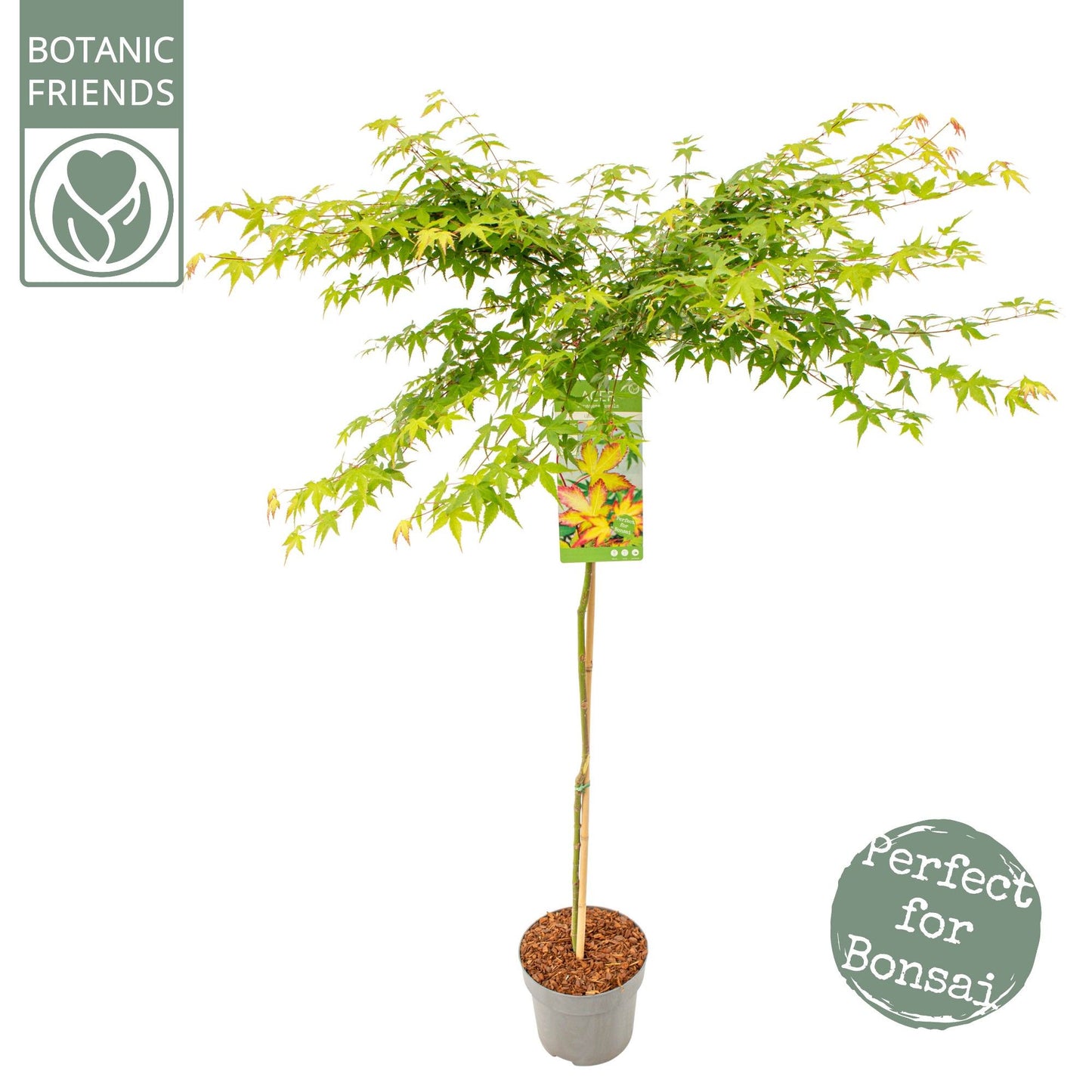 Acer Little Princess 150cm 24cm Pot