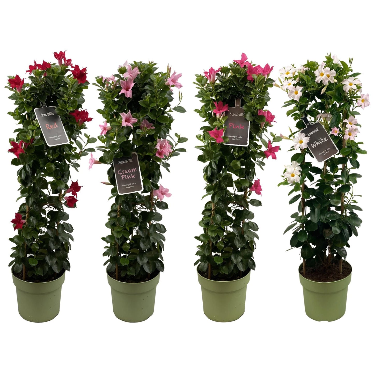 Mandevilla mix pyramid 95cm 24cm Pot