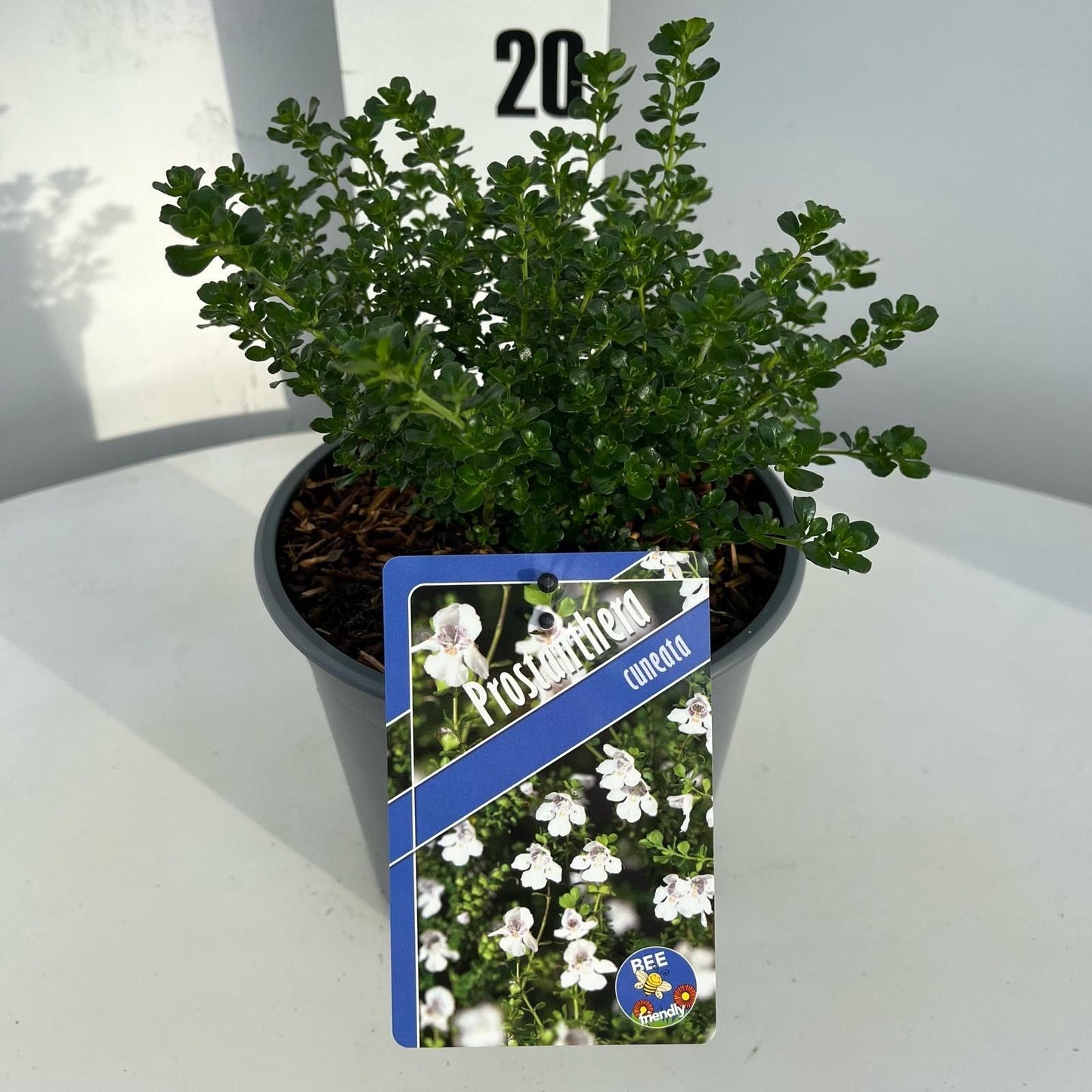 Prostanthera cuneata 25cm 17cm Pot