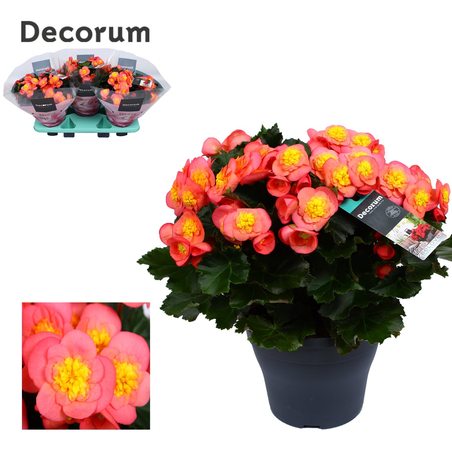 Begonia elatior Belove Peach 35cm 19cm Pot