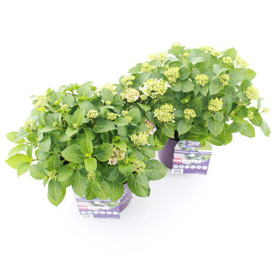 Hydr. Mac. F&E Hortibux mix 35cm 23cm Pot