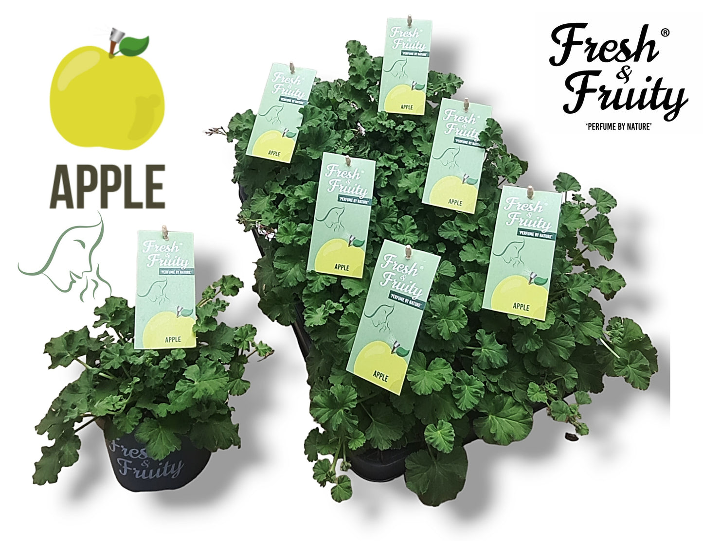 Pel. Fresh&Fruity Apple Fresh 20cm 12cm Pot