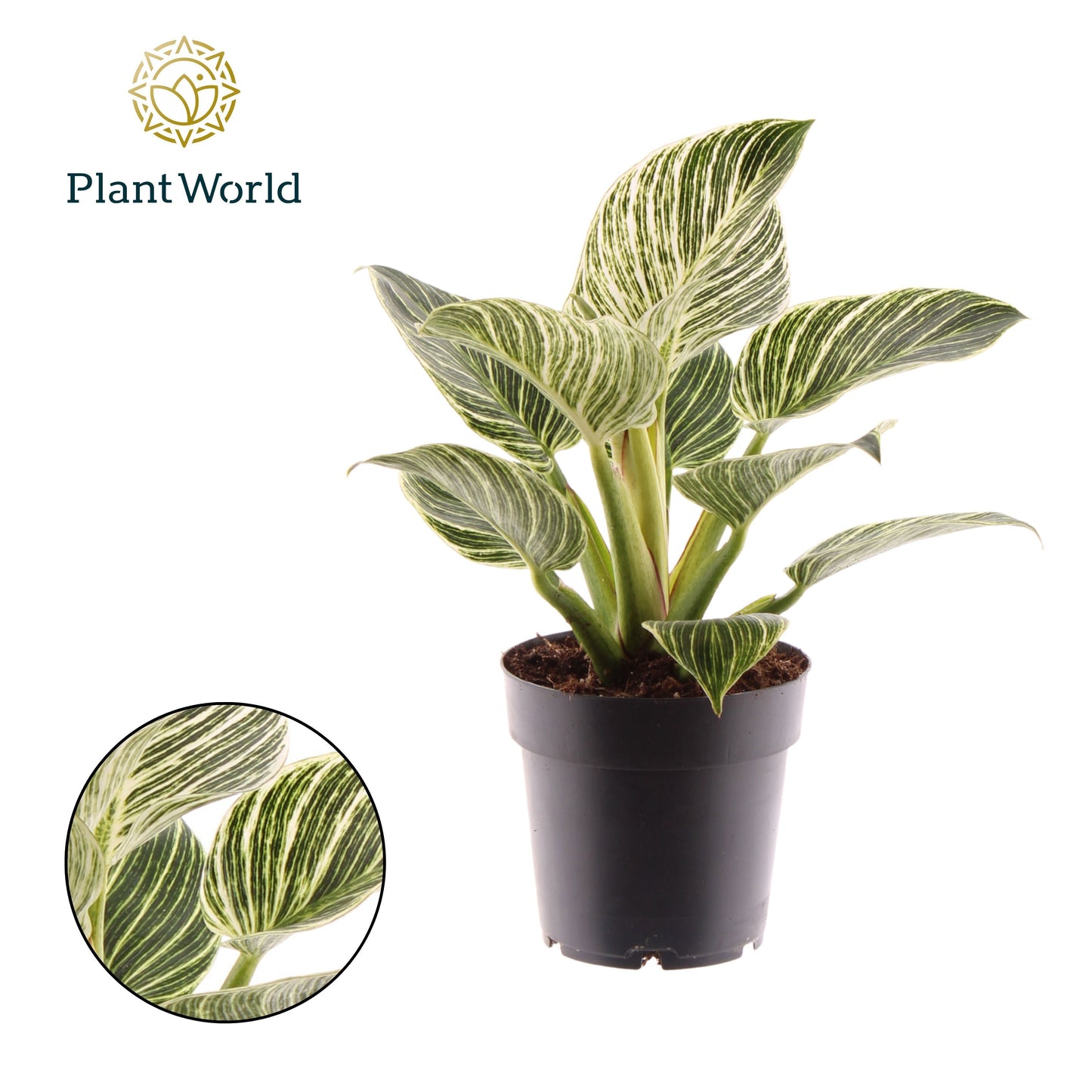 Philodendron Birkin 30cm 14cm Pot